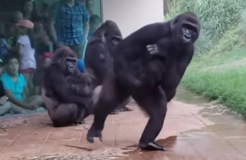 El video viral de unos gorilas escapando de la lluvia.