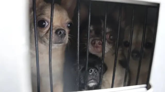 Desmantelaron un criadero de perros de raza chihuahua.