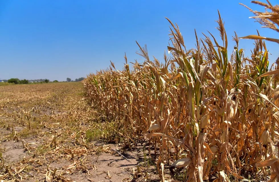 La sequía se acentuó estos últimos tiempos afectando la producción.
