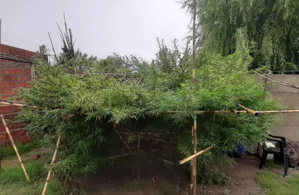 Planta gigante de marihuana encontrada en San Lorenzo
