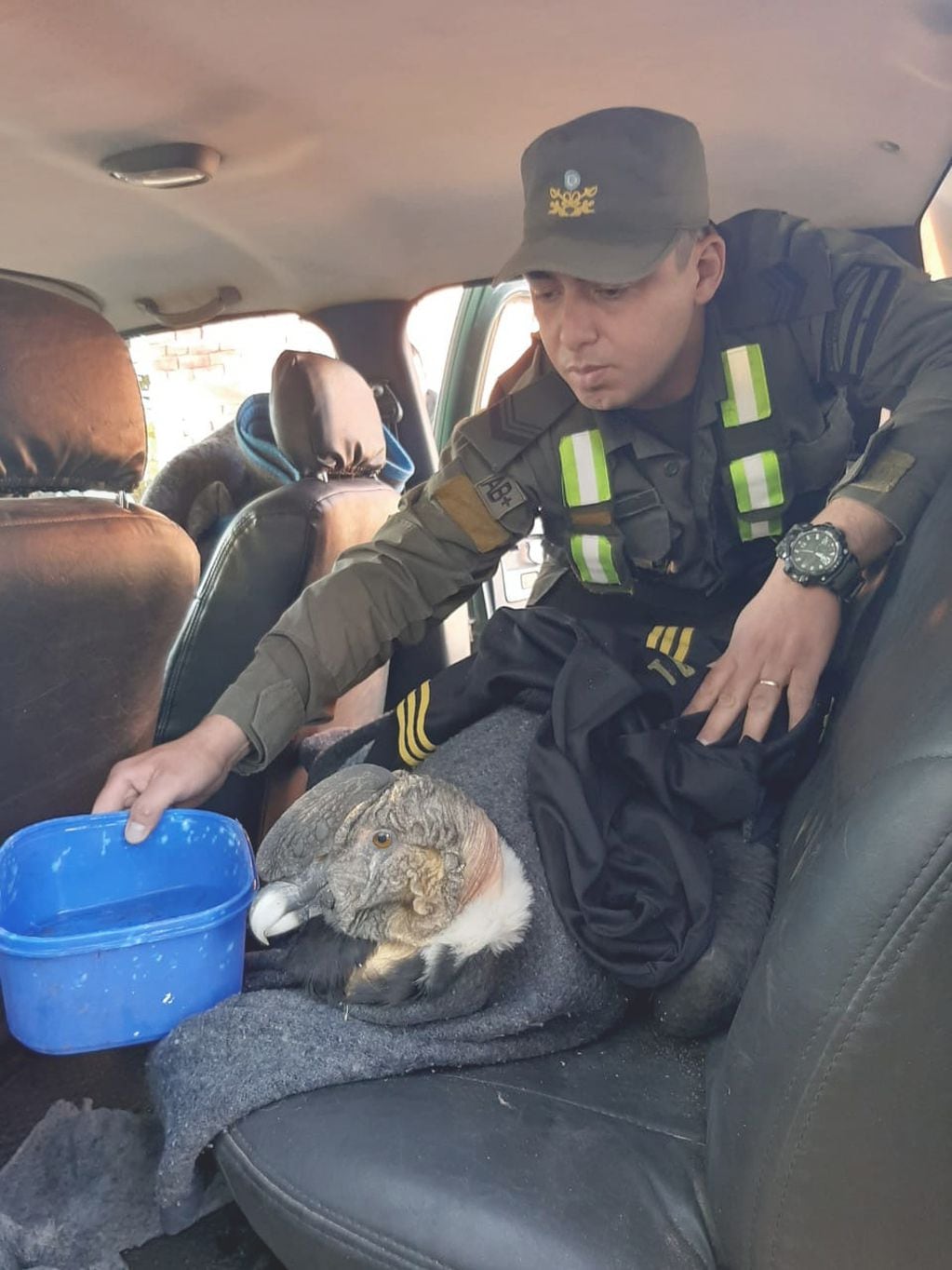 El animal estaba desorientado y débil. Los funcionarios de Gendarmería lo rescataron y lo envían a un centro de Rehabilitación en San Carlos. Gentileza