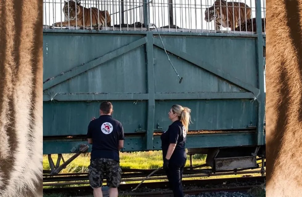 Cómo entrenan a los tigres del tren en San Luis previo a su liberación.