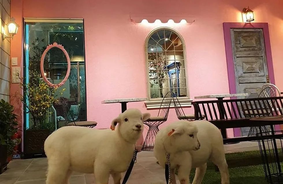 En un área de la cafetería, se pueden visitar y acariciar ovejas.