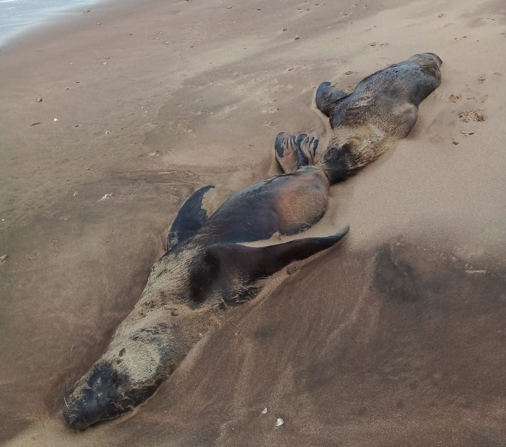 Aparecieron cuatro lobos marinos muertos en la costa del Balneario Orense