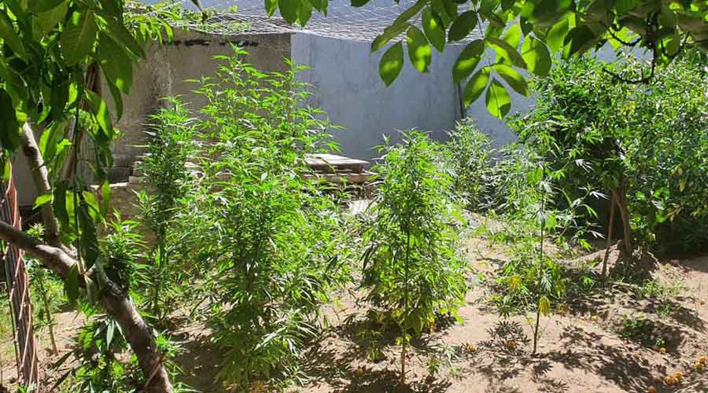 En los allanamientos, secuestraron 27 plantas de marihuana 
