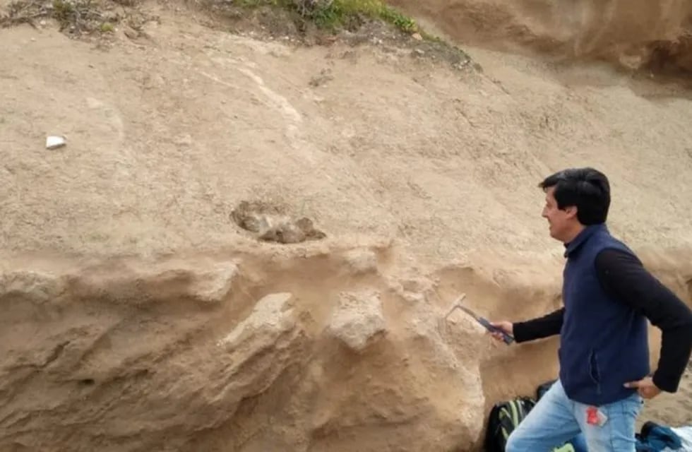 Hallan restos fósiles de un perezoso gigante de más de 500.000 años de antigüedad en Mar del Plata