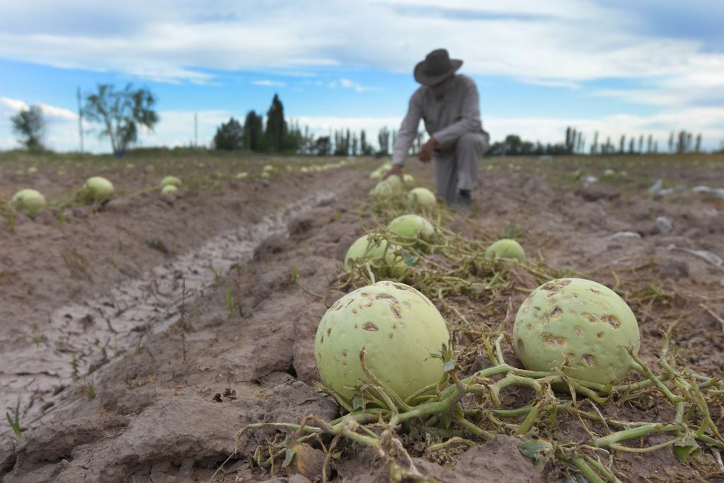 Una plantación de melones afectada por el granizo del fin de semana.