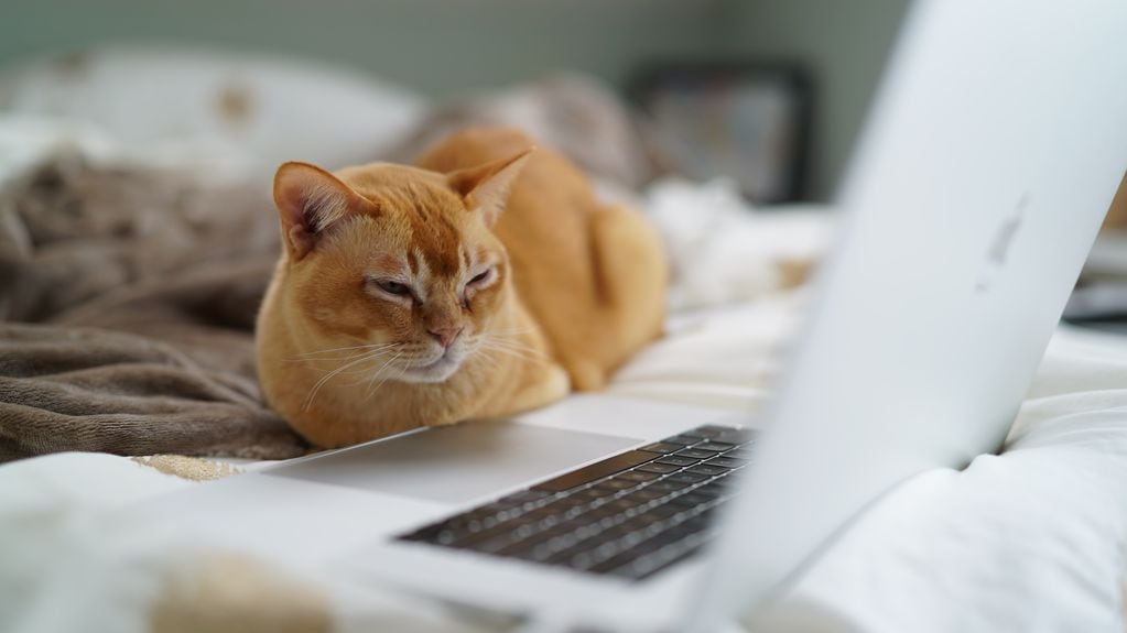 Gatitos y el Internet