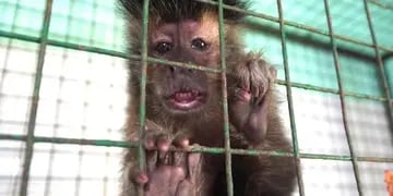 Rescatan a un mono caí en cautiverio de una vivienda de Oberá