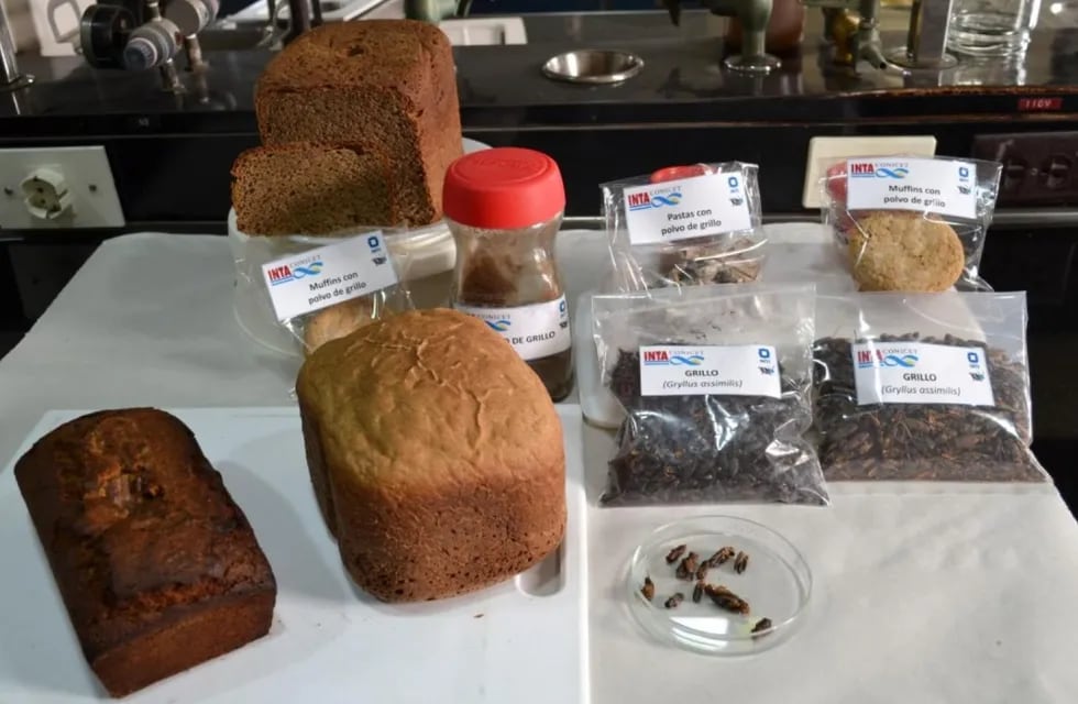 Harinas y productos con origen en insectos, en prueba en el país (Gentileza INTA)