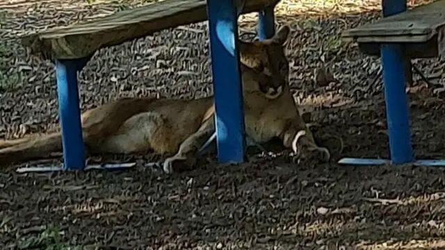 Puma suelto en San Marcos Sierra.