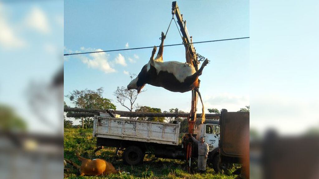 Seis vacas murieron electrocutadas por una línea de alta tensión al norte de Misiones