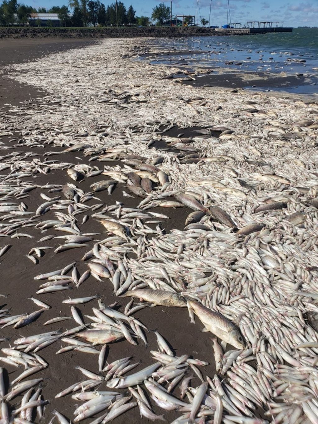 Aparecieron miles de peces muertos en la Laguna de Gómez en Junín