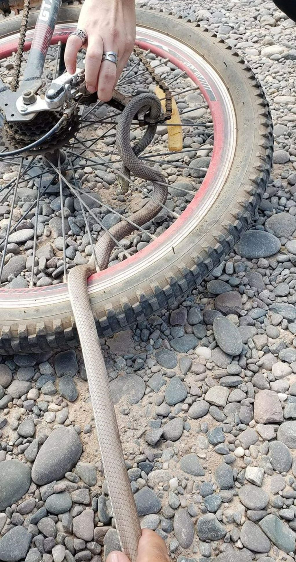 Una ciclista encontró una serpiente enredada en su bicicleta mientras pedaleaba.