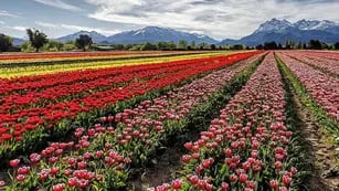 El colorido Campo de Tulipanes.