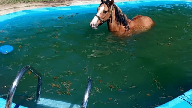 Un caballo se cayó al agua