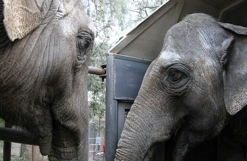 Las elefantas Pocha y Guillermina están próximas a llegar al santuario en Brasil.