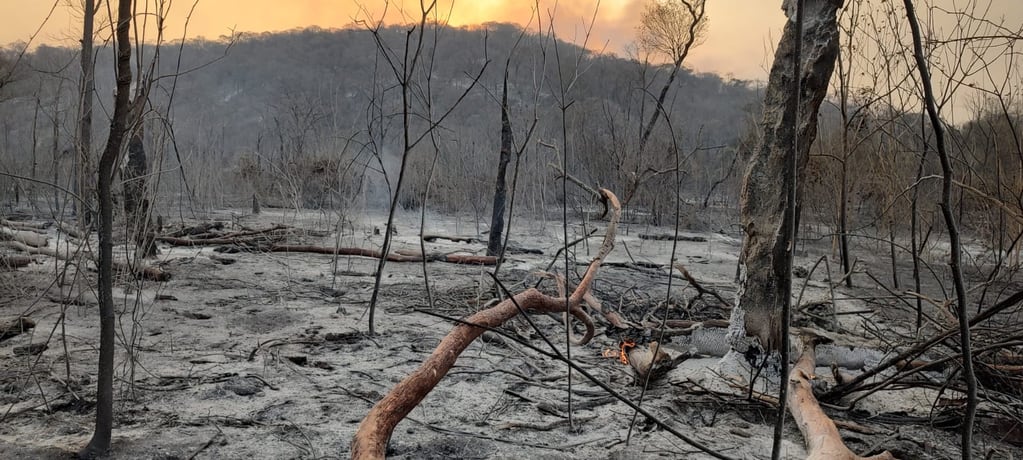 El fuego desatado el miércoles último en la Yungas jujeñas devastó más cinco mil hectáreas.