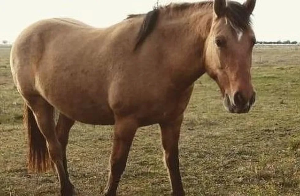 Se robaron seis caballos en Mar del Plata y el propietario teme que hayan sido carneados