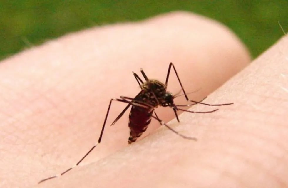 Se busca prevenir que el mosquito se reproduzca con esta campaña.