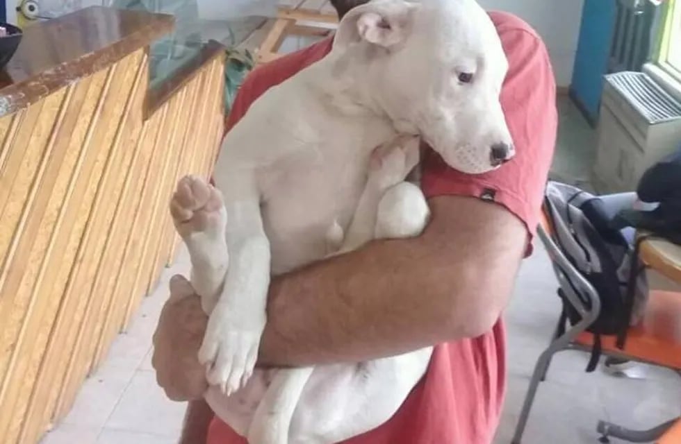 Safira, Pitbull blanca de 3 meses.