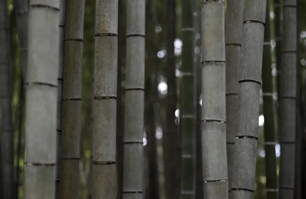FRA12 HIRAIZUMI (JAPÓN) 14/06/2011.- Varios troncos de bambú fotografiados en el templo Chusonji en Hiraizumi, en la prefectura de Iwate, noreste de Japón, el 12 de mayo de 2011. Hiraizumi alcanzó su máximo desarrollo cultural en el siglo XII tras asimilar las corrientes culturales procedentes de la capital Kioto en sus templos budistas y sus jardines para ser reconocidos como un ejemplo único de cultura regional de la Edad Media japonesa. Esta zona alberga varios templos y ruinas que se remontan a los siglos XI y XII. Un tribunal consultivo que trabaja para la UNESCO ha recomendado la introducción de la zona de Hiraizumi dentro de la lista de lugares Patrimonio de la Humanidad. La denominación de Hiraizumi como patrimonio cultural ayudaría a la región, afectada por el terremoto y posterior tsunami del pasado 11 de marzo. Se prevé que la UNESCO anuncie su decisión en junio. EFE/Franck Robichon japon Hiraizumi  japon templos budistas de Hiraizumi religion budismo templo Chusonji