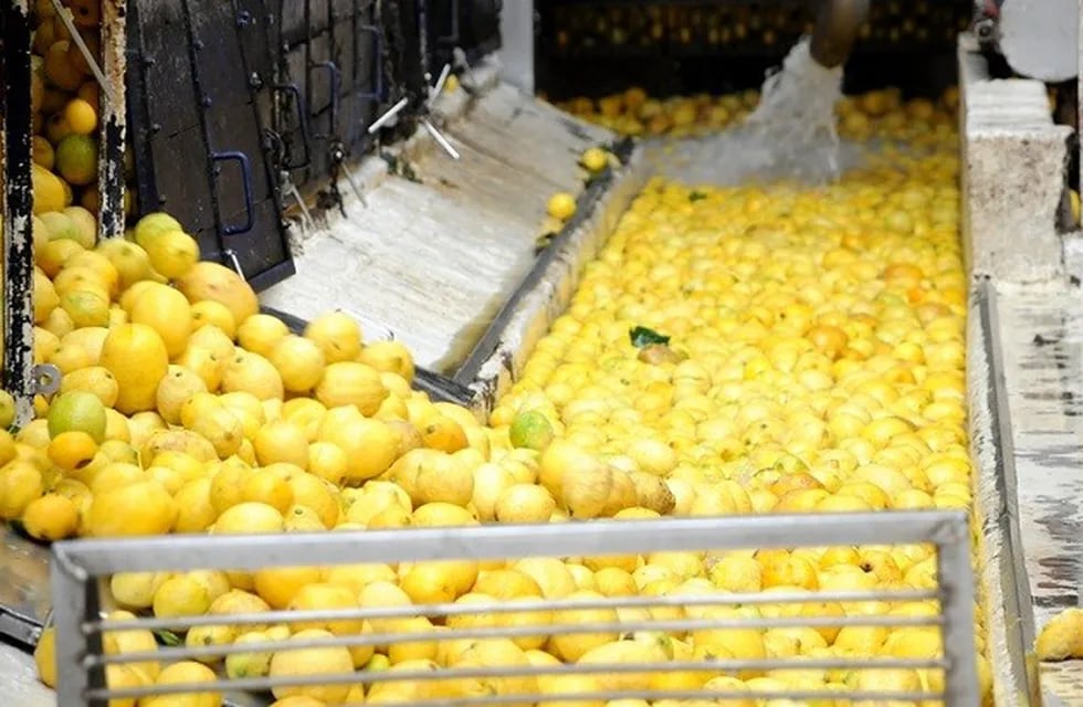 Tucumán cerró el envío del limón a la Unión Europea con el 80% exportado. (Web)