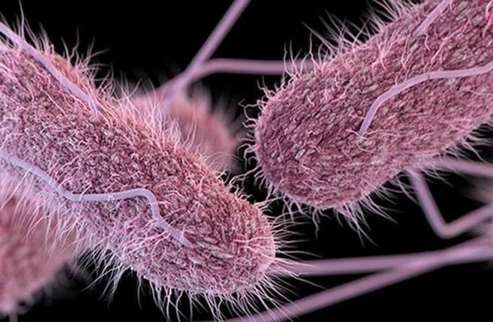 Qué es la salmonella y la shigella, las bacterias que podrían haber causado las intoxicaciones en Berazategui. Foto: Web.