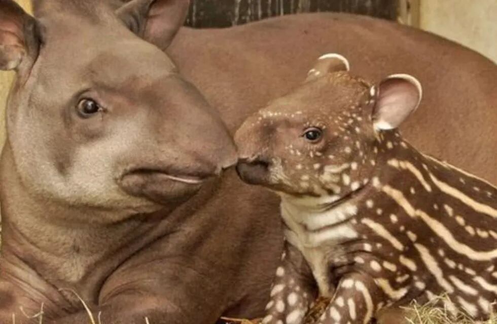 Nacieron mellizos de tapir en el zoológico de Sáenz Peña