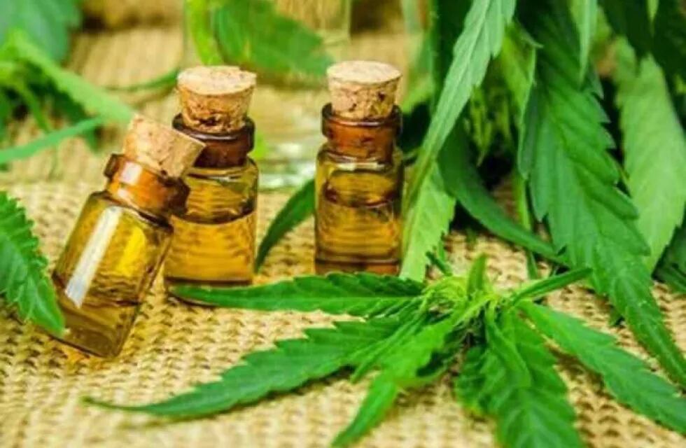 Cannabis medicinal. (Web)