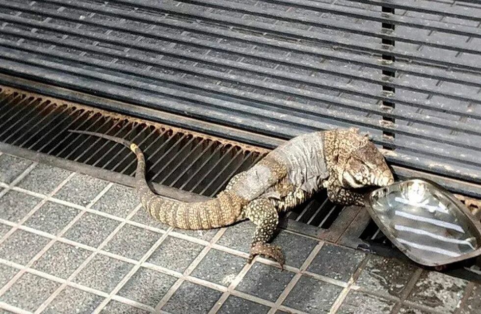 Iguana suelta en Río Cuarto