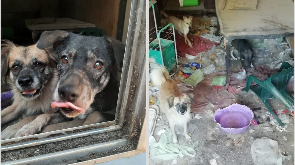 Rescatan a tres perros de la vivienda donde estaban en situación de abandono.
