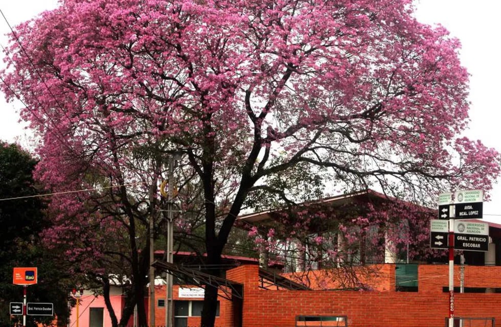 Vista de un árbol florecido de lapacho rosado (Handroanthus heptaphyllus) árbol nacional de Paraguay, que también es parte de la flora de Brasil y Argentina. EFE/Andrés Cristaldo (Imagen ilustrativa)