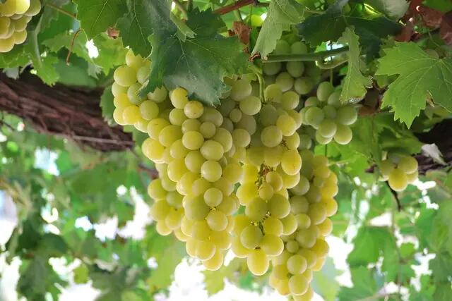 El INV reconoció nueva variedad de uva para elaborar vinos