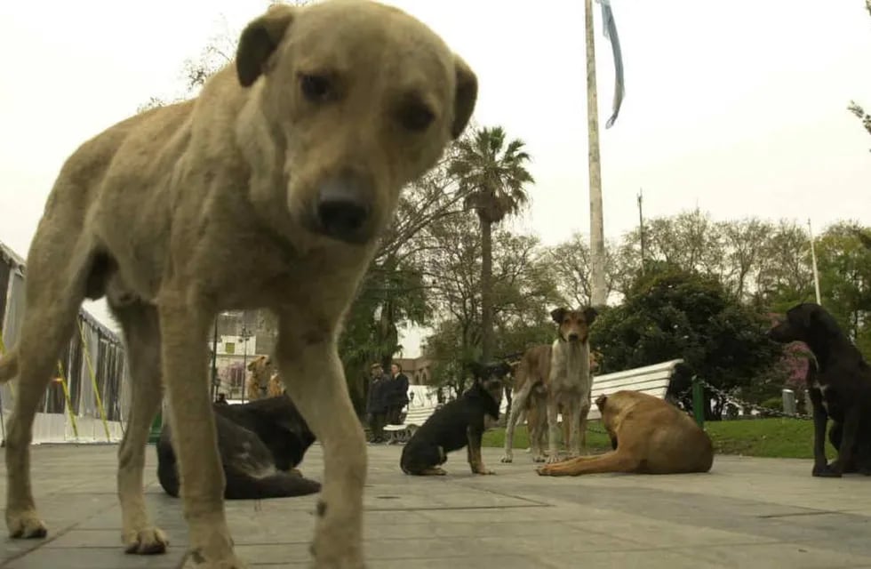 Un perro de la calle fue atacado con agua hirviendo en Baigorria (Imagen ilustrativa - Archivo/La Voz).