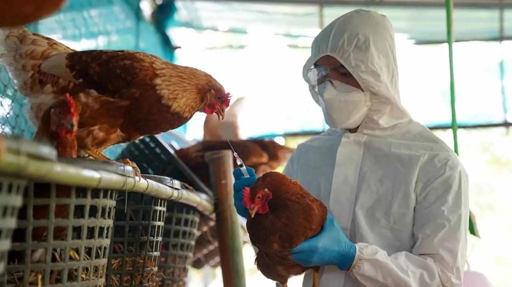Los casos de gripe aviar llegan a los 30 en Argentina. 