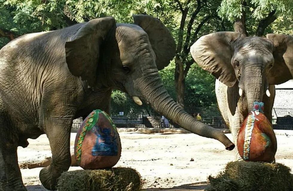 Elefantes Ecoparque Buenos Aires
