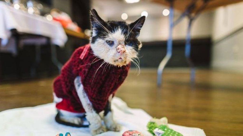 Maximus fue rescatado en Noviembre y padecía VIH felino. (Foto: BBC)