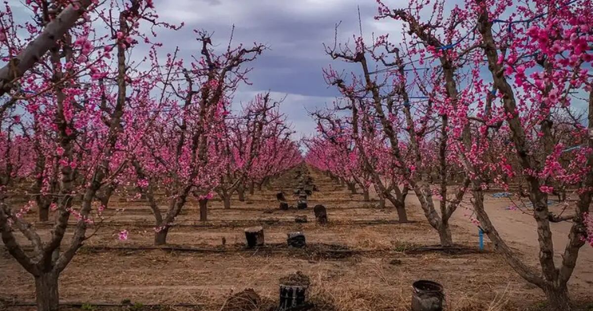El increible video que muestra Valle de Uco florecido en primavera