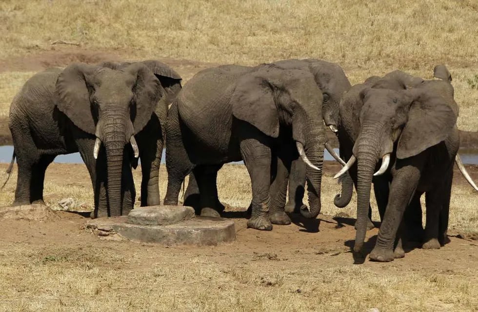 Elefantes en Namibia