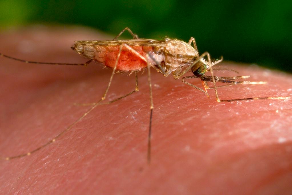 ARCHIVO - Esta fotografía de 2014 facilitada por los Centros para el Control y la Prevención de Enfermedades de EEUU muestra una hembra del mosquito Anopheles gambiae mientras se alimenta. Este insecto es un conocido transmisor del parásito causante de la malaria. (James Gathany/CDC vía AP, Archivo)