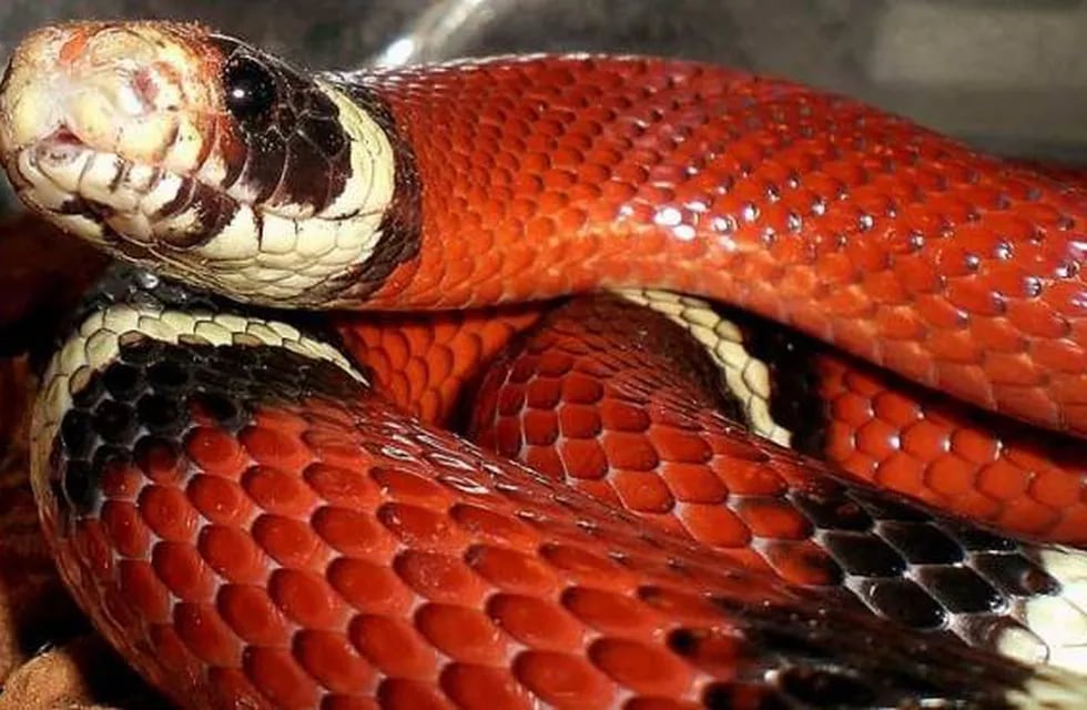 Una serpiente Coral fue rescatada desde el interior de una vivienda en la localidad de Carpintería, San Luis.