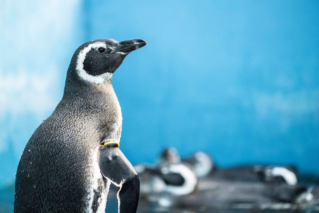 Así fue liberado Pijuí, el pingüino rescatado en una casa de Córdoba, en Santa Rosa de Calamuchita. (Fundación Mundo Marino)