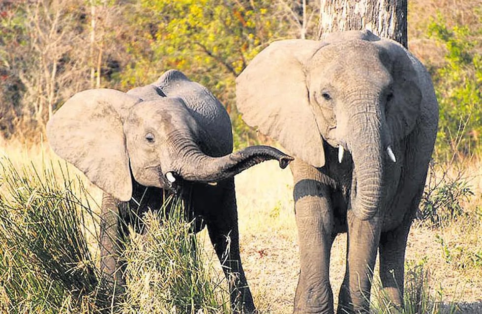 Un hombre fue asesinado por un elefante mientras intentaba cazarlo.