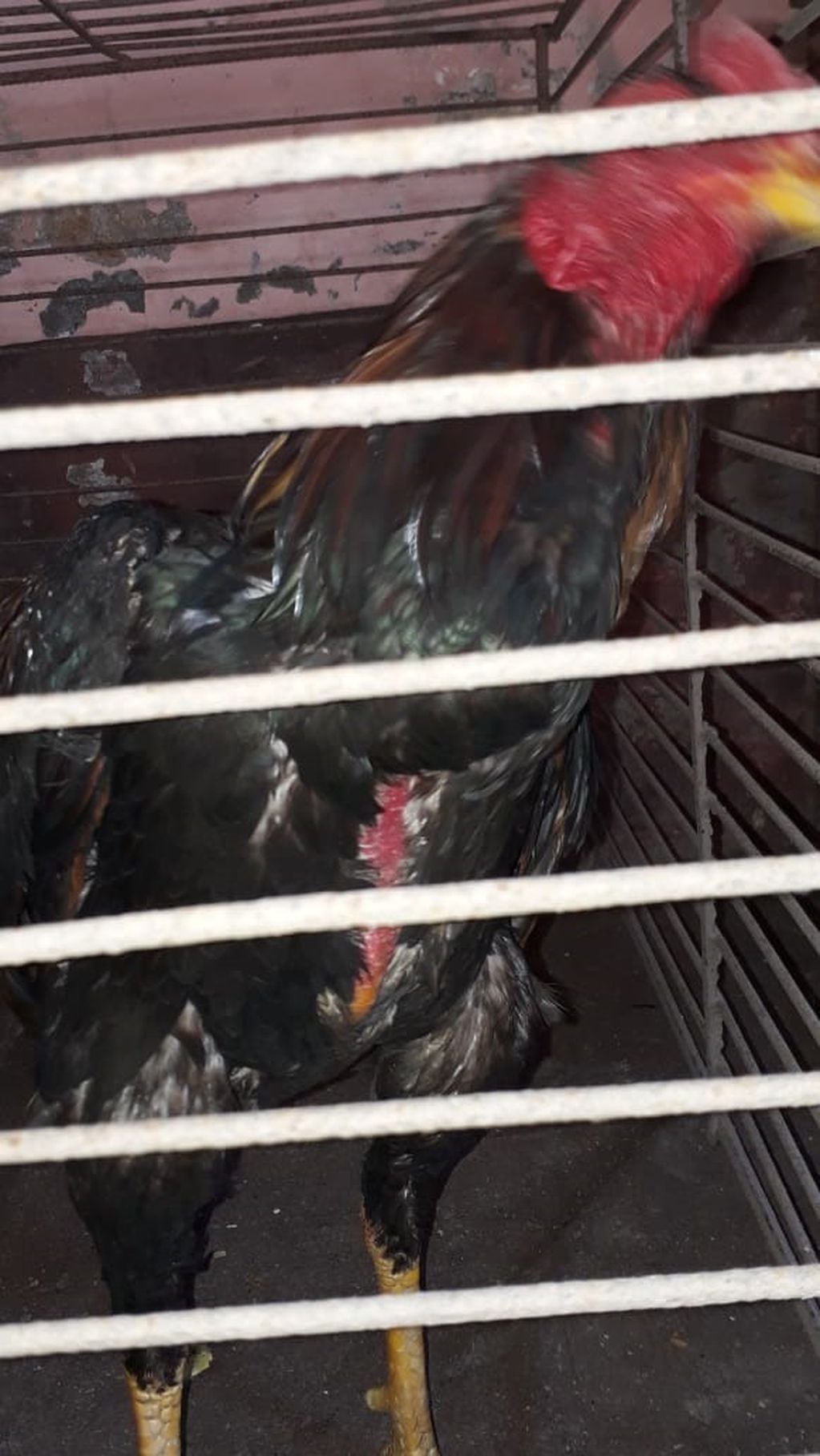 Dos hombres fueron detenidos por organizar riñas de gallos en Cerrillos. (Policía de Salta)