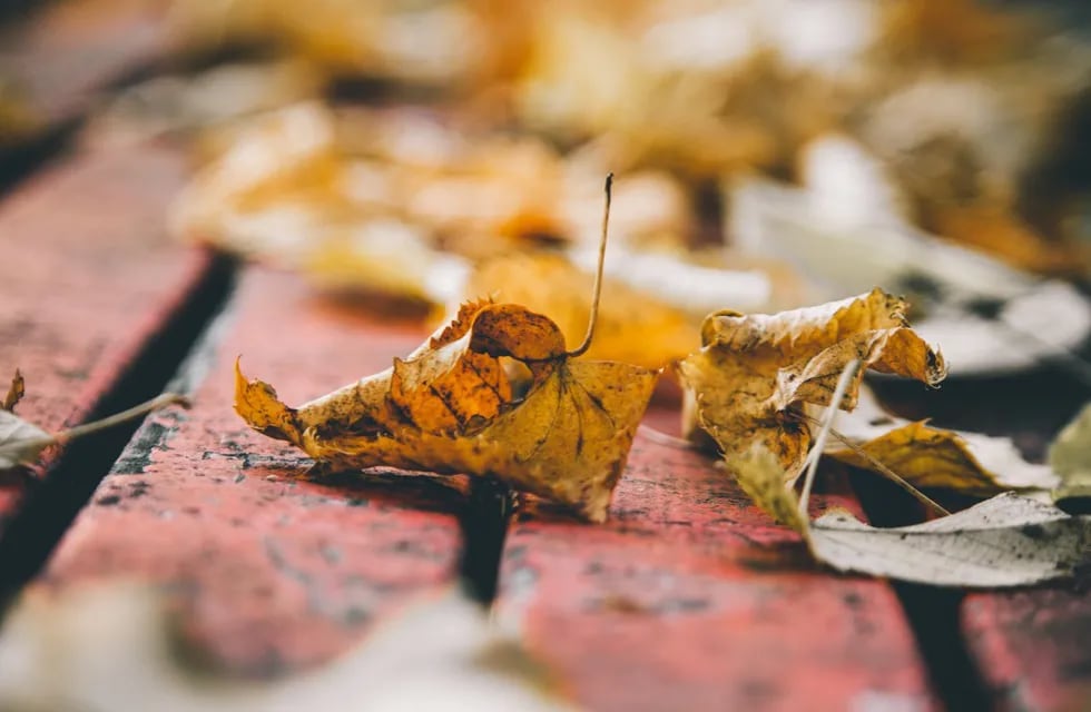 ¿Qué hacer con las hojas que nos deja este otoño?