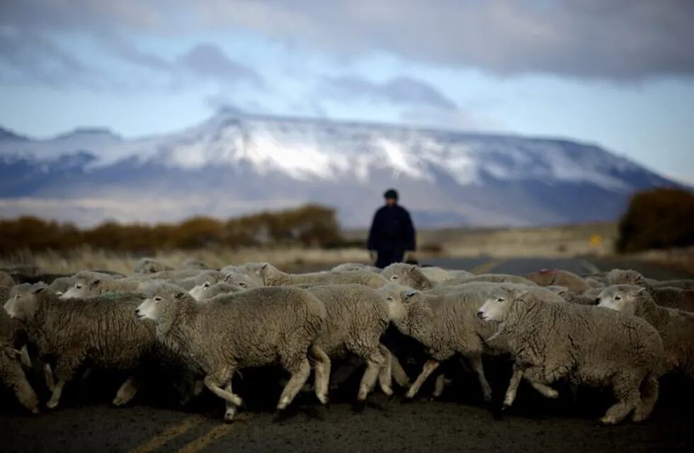 el calafate rebaño de ovejas patagonia ganado ovino