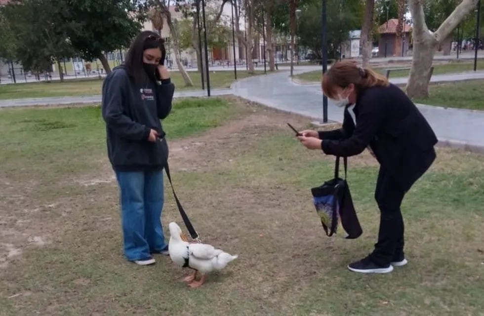 El pato Gilberto paseando en el parque junto a su dueña.