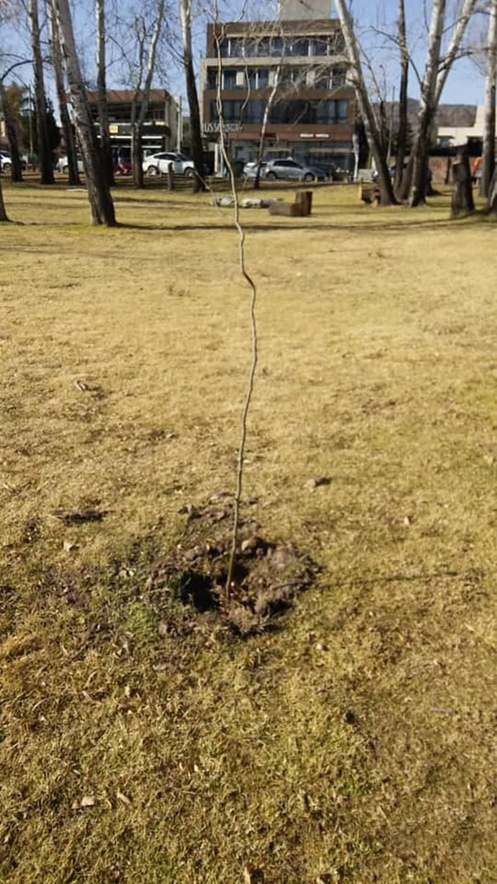 Avanza el plan de reforestación en Carlos Paz