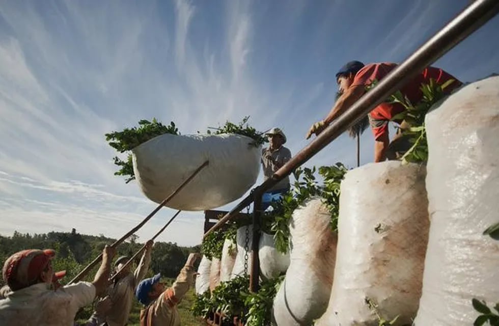 Tareferos cargando un camión con raídos de yerba mate en hoja verde en Misiones. (Página)